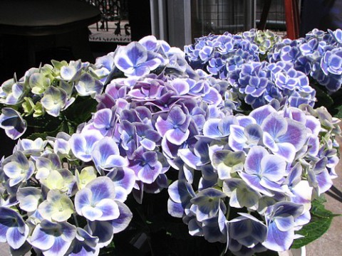 紫陽花