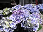 紫陽花