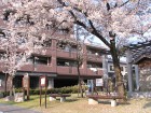桜２００９