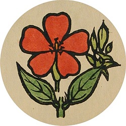 節黒剪秋羅 節黒剪秋羅