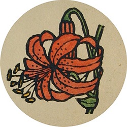 小鬼百合 小鬼百合